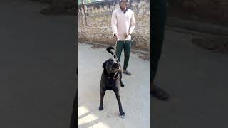 Rottweiler×labrador retriever mix breed dog saled