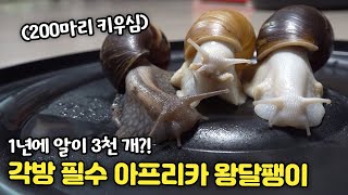 1년에 알 3천개?!  아프리카 왕달팽이 200마리 키우시는 집사님(각방필수!!)