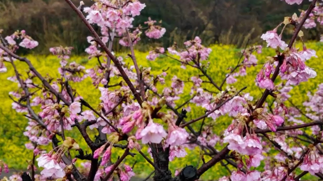 2026/02/25　超超超撮り頃です！　閏住の菜の花畑　その８　〜愛媛県伊予市〜