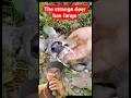 This deer is very strange it has fangs #animals #hewan
