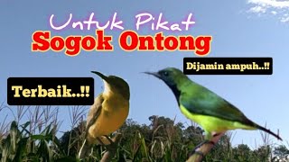 Suara Pikat Sogok Ontong Paling Ampuh