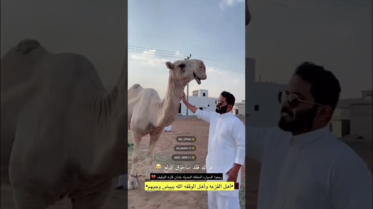 عبدالرحمن المطيري | ساحوق خط احمر  😍🐫