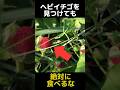 ヘビいちごを見つけても食べてはいけない理由