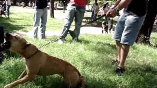 Pit Bull Fight