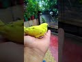 #funny #cute #cat #catshorts #birds #parrot #lovebird #lovebirdsfarming #budgies #talkingparot