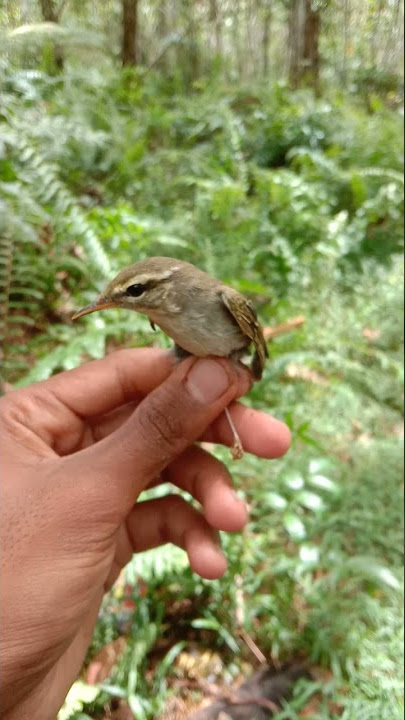 Burung Cikrak Kutub Burung'Migrasi' Dari Eropa Utara,Nyelonong sampai ke indonesia😄
