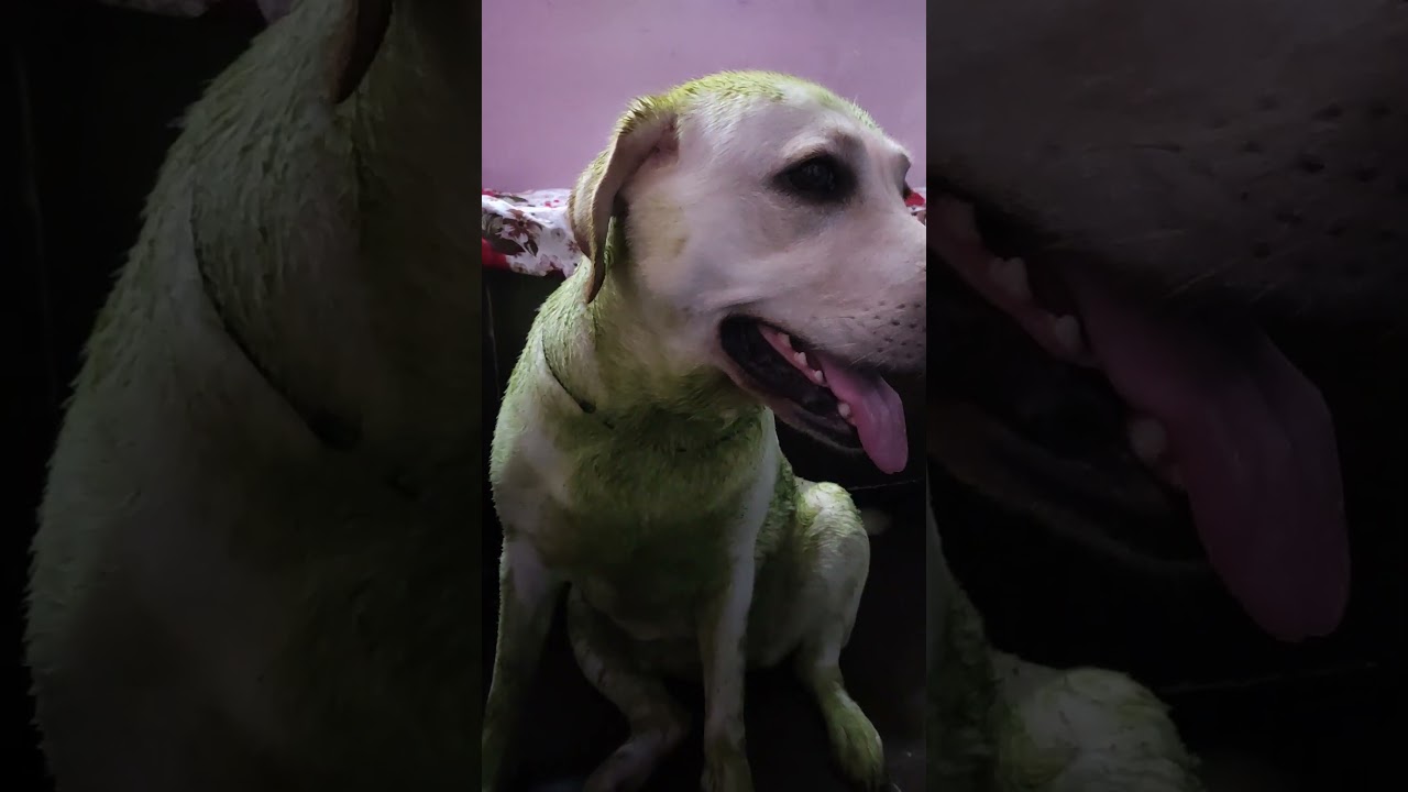 dog ❎ baccha ✅❤️