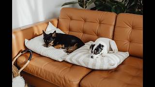 Why Dogs Get Jealous in Multi Pet Homes