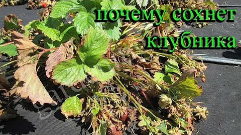 🍓Почему сохнут кусты клубники