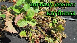 🍓Почему сохнут кусты клубники