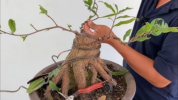 Sửa Cây Mai Vàng Trực Lắc Lần Đầu