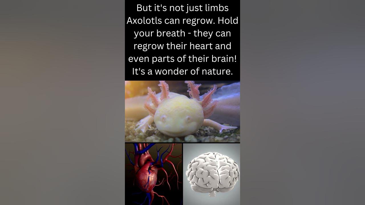 These amphibians can regenerate lost limbs! - Amazing Animals Part 3