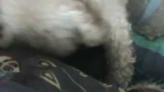 Vidéos Délise Princesse Porte Son Chiot Dans Sa Gueulle Rio