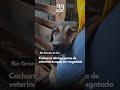 RS: Cão resgatado de enchente 