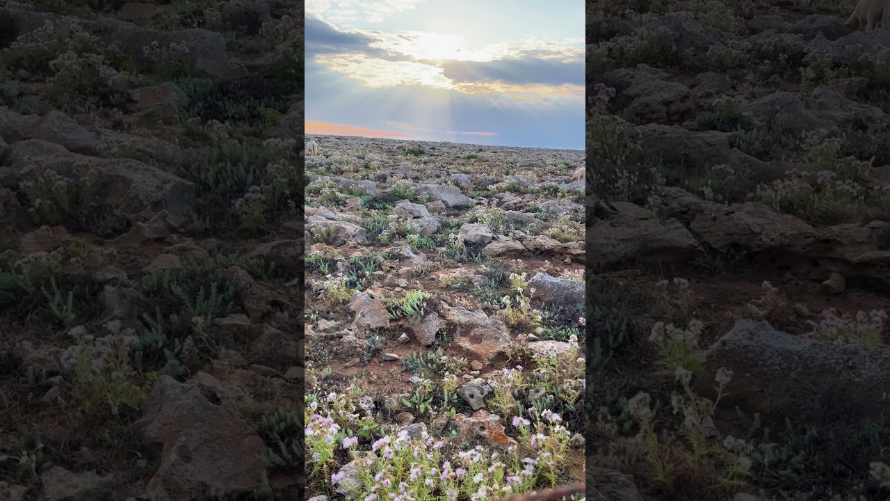 Goats and Sunset in Menorca, Spain