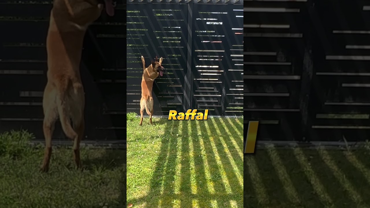 La communication secrète avec mon chien