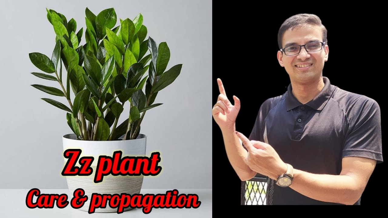 zz plant care/zz plant potting mix/zz plant fertilizer/ zz plant soil