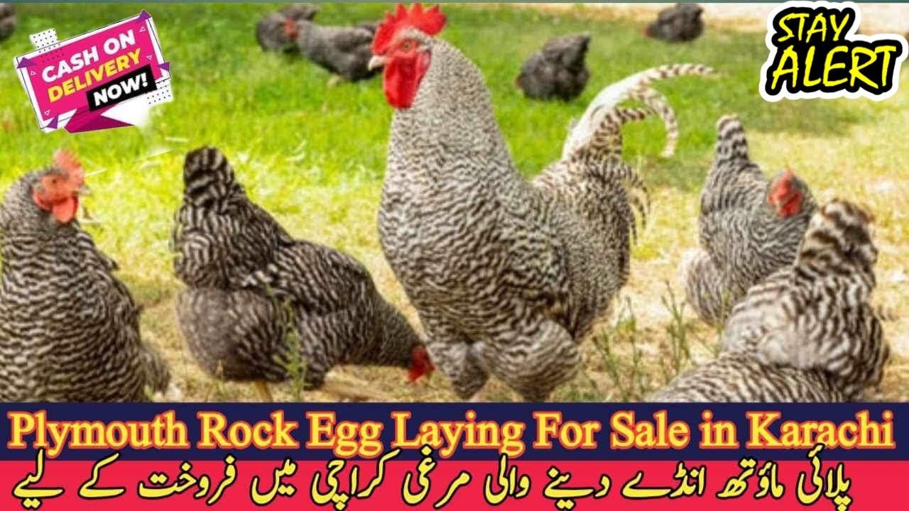 Plymouth Rock Chickens For Sale in Karachi🐔🐔 YouTube