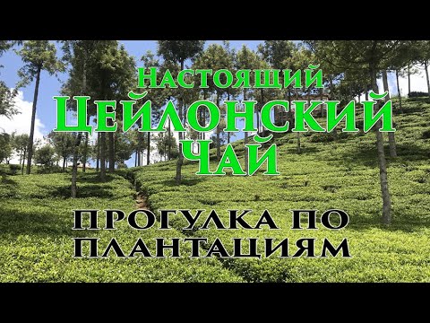 Шри-Ланка #06 Настоящий цейлонский чай - где его выращивают?