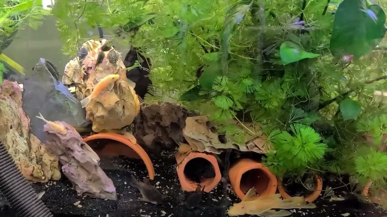 Fish House Tour
