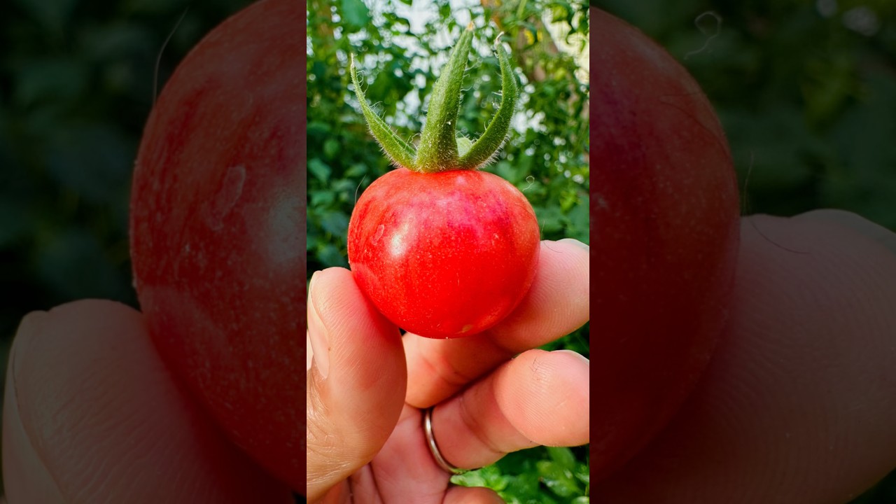 The Summer Greenhouse |  Growing Beautiful PINK Cherry TOMATOES & MORE!! 