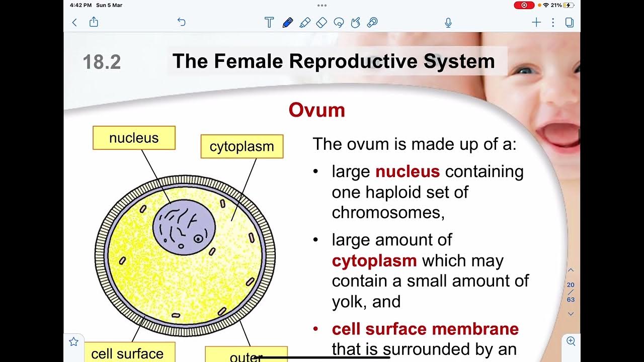 Crash Course O level Biology 18 Reproduction in Human P1 YouTube