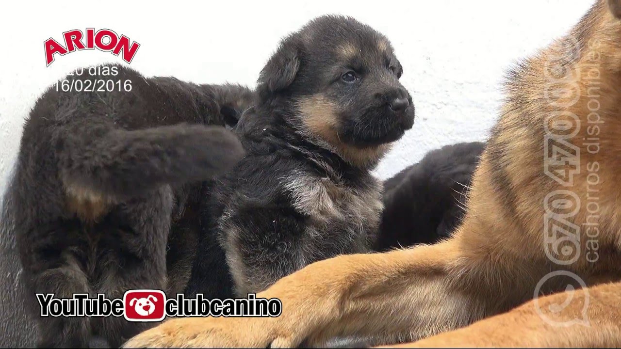 Cachorros de Pastor Aleman con tres semanas