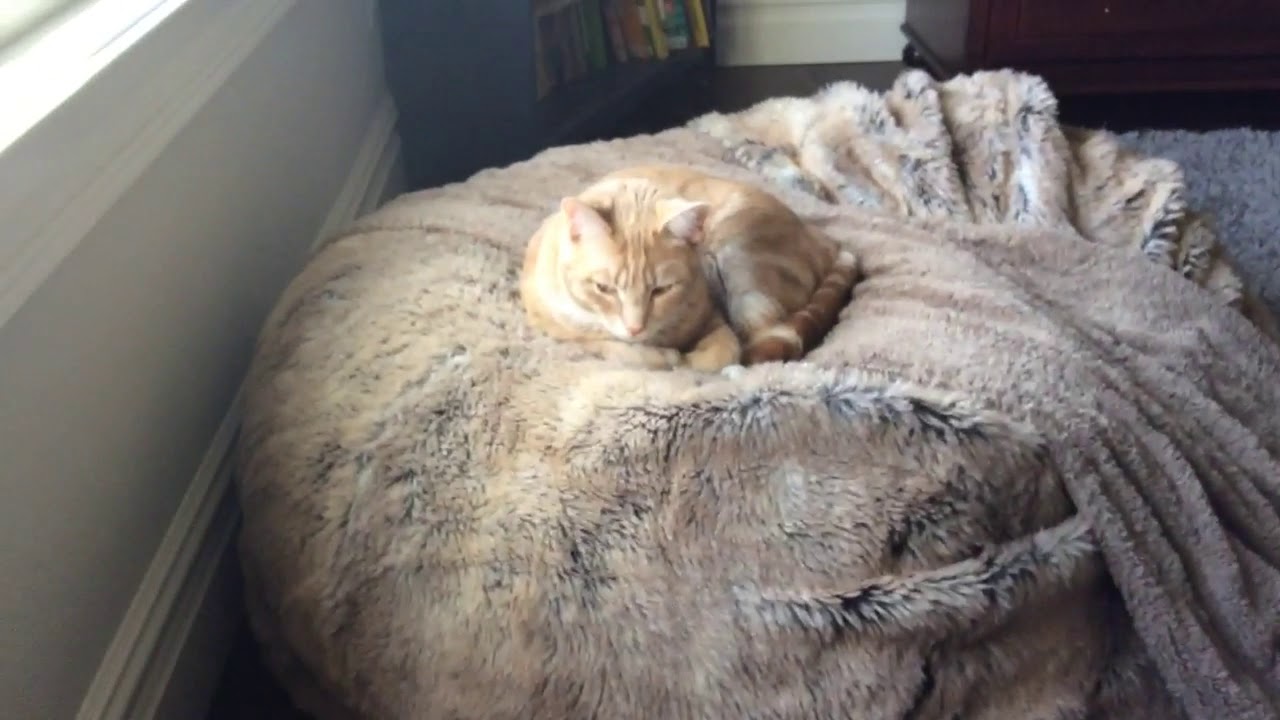 Another cute cat on bean bag YouTube