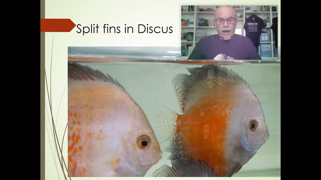 Split fins or broken fins in Discus, Scalare and other fish: cause