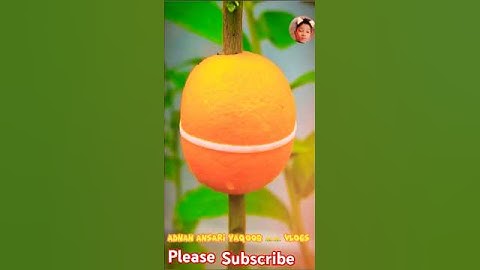 Propagation of lemon tree with an Orange - new techniques. #shorts #AdnanAnsariyaqoob👑👑 vlogs