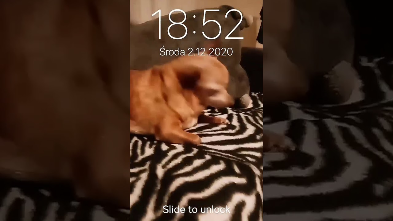 My dog ​​on the animated wallpaper on iphone 6S