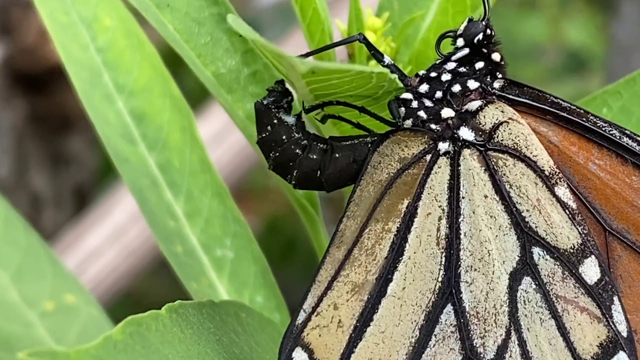 How Do Monarchs Eat Milkweed