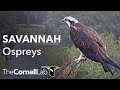 Live! Two Chicks at Savannah Ospreys (Cam 3 PTZ) | Cornell Lab & Skidaway Audubon