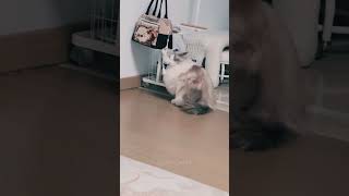 cuties. Cute kitten./#cute #kitten #cat #meow #kitty #kittens #funny