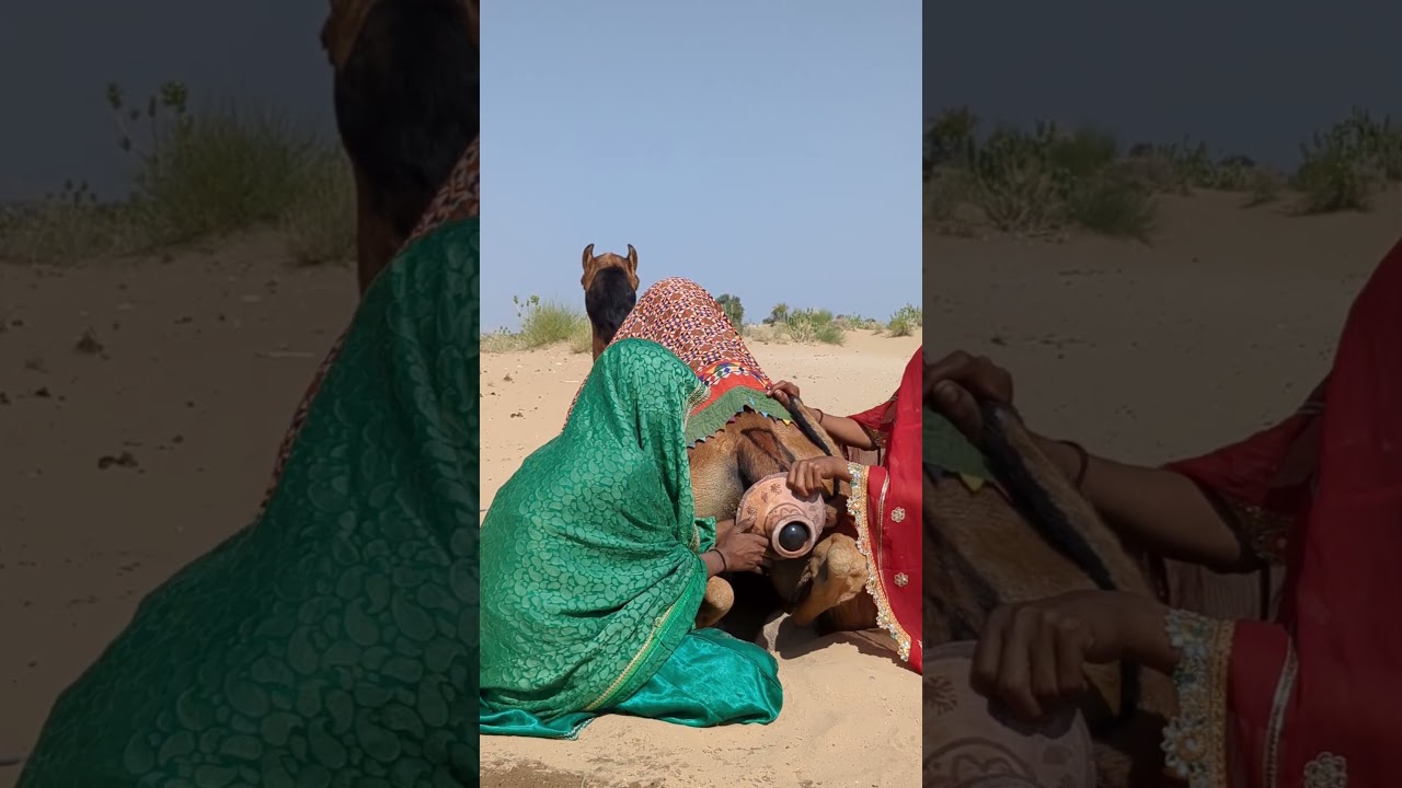 Camel Sharing Pure Love in the Thar Desert! 