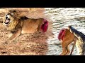 OMG! Lion Is Cruelly Tortured By Crocodile While Crossing the River ►Revenge When Crocodile Ashore