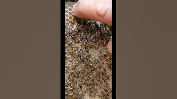 Tập tính của Ong đực mà ít ai biết đến #vattunuoiong #dungcunuoiong #chântầngsáp #bee