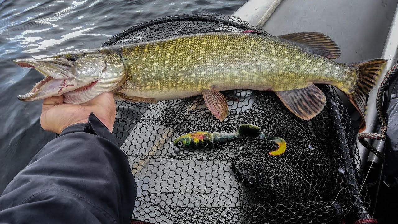 Pecanje stuke u ranu zoru na Vlasinskom jezeru/Pike fishing on Rapala X Rap otus 17 cm/ Slavko Arsic