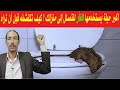 علامات وجود الفئران في المنزل ومكان اختباء الفأر وشكل الفضلات 