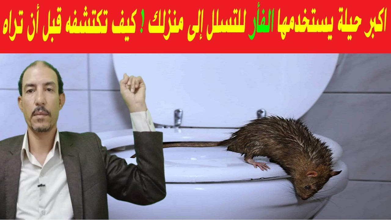 علامات وجود الفئران في المنزل ومكان اختباء الفأر وشكل الفضلات