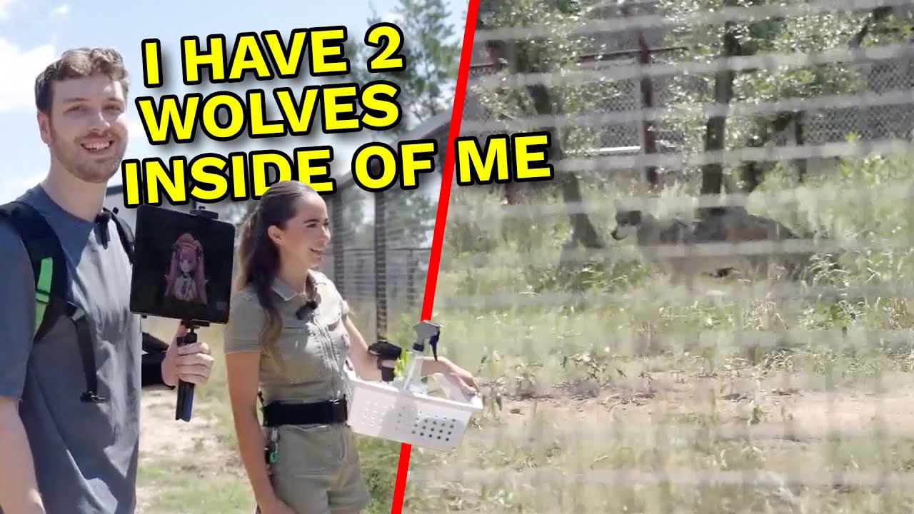 Connor Got His Alpha Male Status Challenged By Two Wolfdogs