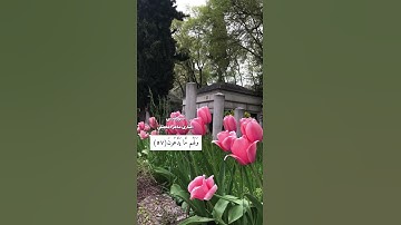 سورة يس القارئ ماهر المعيقلي🤍#القرآن_الكريم#سورة_يس#ماهر_المعيقلي