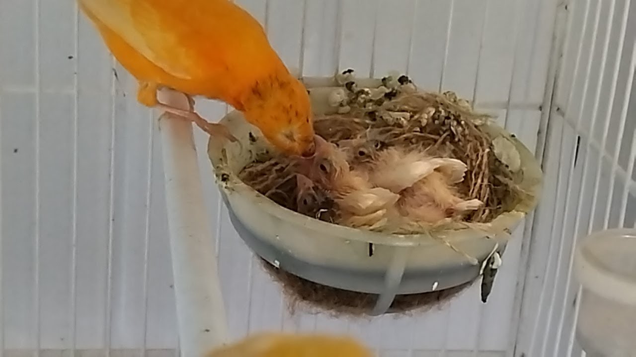 CANÁRIA não trata Filhotes...Oque Fazer?canaria no cuida a los niños