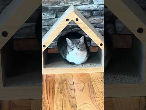 Baby Cat Loafing