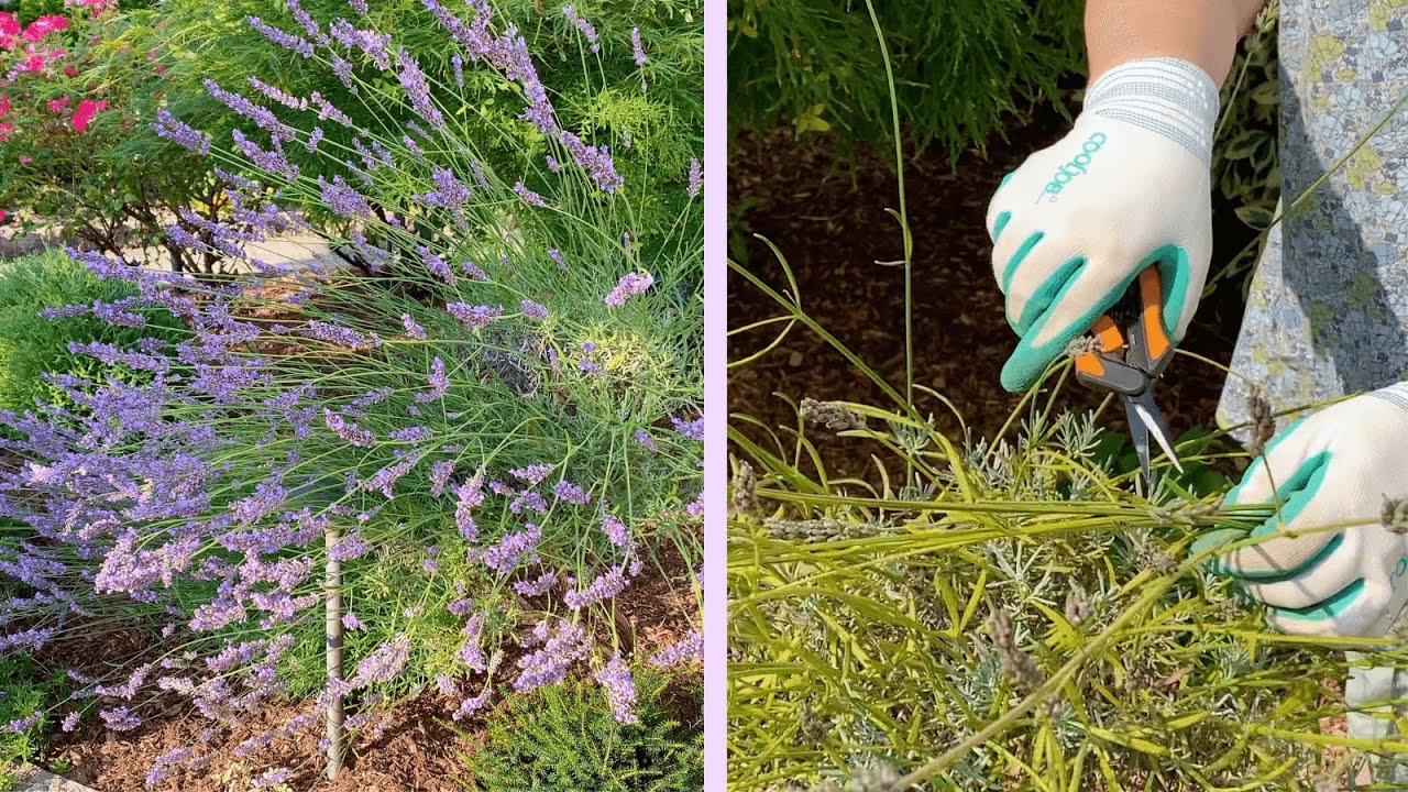 Trimming My Woody Lavender Topiaries After Flowering