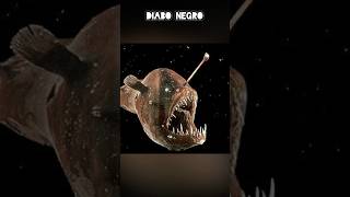 Os Animais Mais Ustadores No Fundo Do Mar