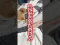 お互い相思相愛なの。　#柴犬 #shorts