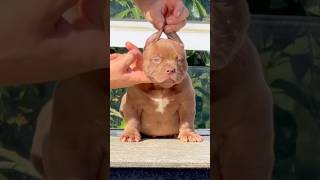 😈Pitbull ⚠️‼️ #viral #music #americanbully #pitbull #funnymusic #cute #bulldog #bulldog #doggys