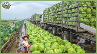Modern Agriculture Machines On Another Level  Farmers Reap Millions Of Tons In Massive Harvests