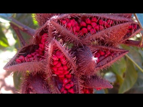 annatto food coloring have you ever heard of it take a look